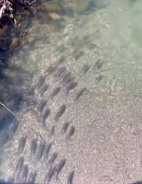 More Clear Lake Hitch - Chi to the local Tribes, a keystone cultural species - making their way up Alley Creek in Upper Lake to spawn.