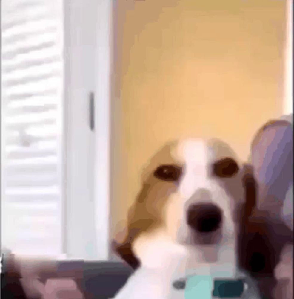 a brown and white dog is sitting in front of a window looking at the camera .