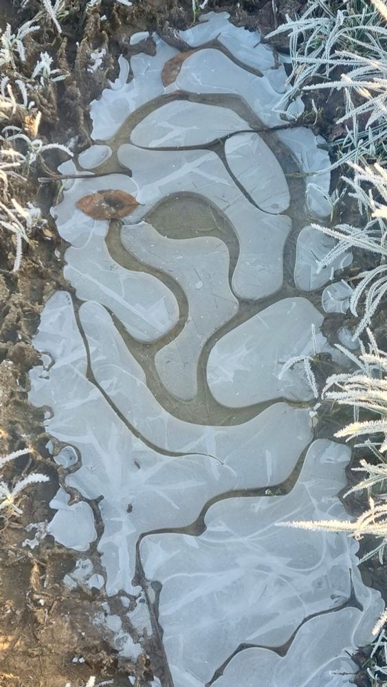 A frozen puddle that has half melted, splitting the ice up into beautiful swirls.