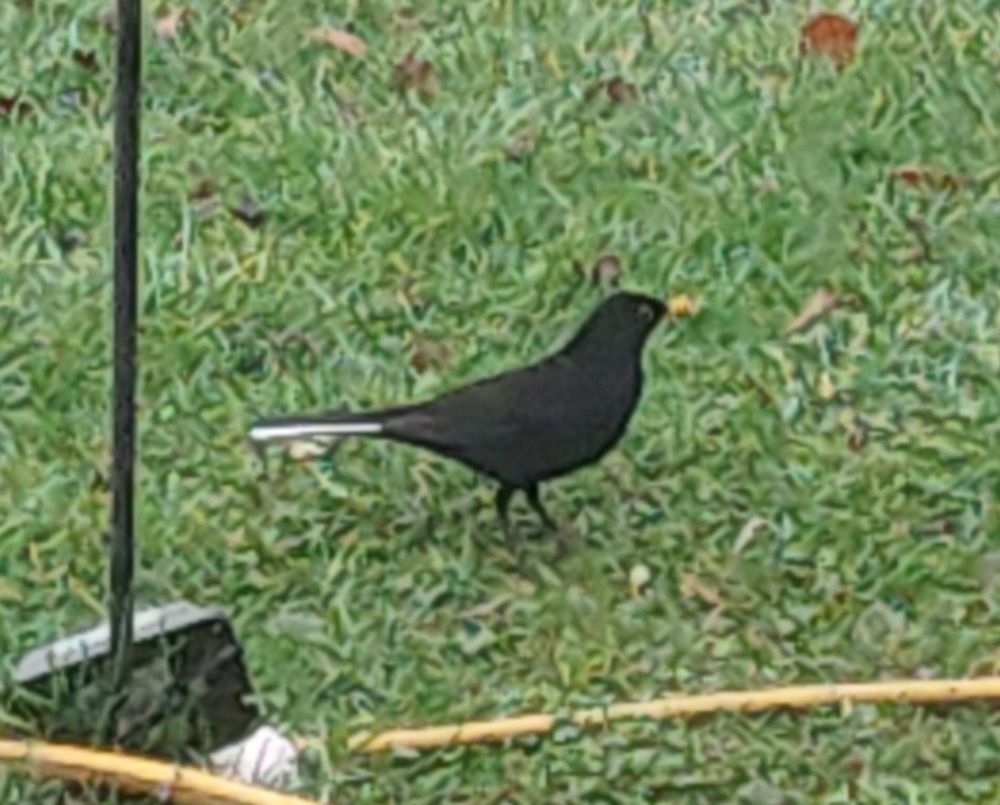 Blackbird with white stripe on tail feather 
