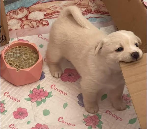 dog is biting cardboard but food is right behind them