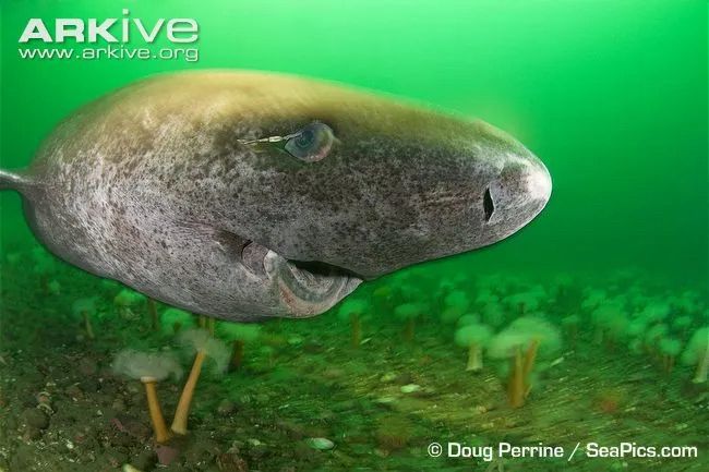 Greenland shark image