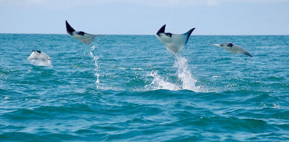 Sharks and rays leap out of the water for many reasons, including feeding, courtship and communication