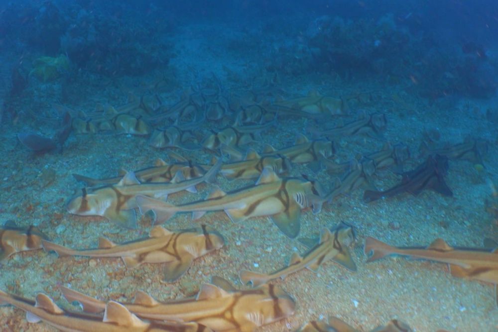 Underwater robot stumbles across thousands of sharks asleep on the seabed. Experts are trying to figure what’s happening