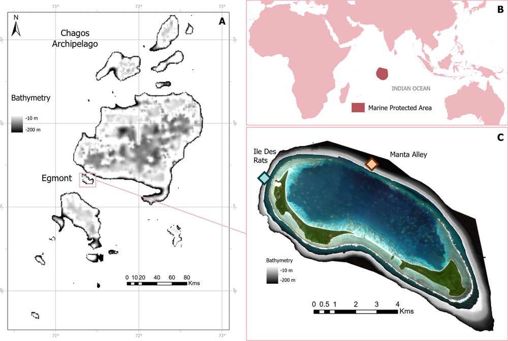 Diverse and ecologically unique mesophotic coral ecosystems in the central Indian Ocean - Coral Reefs