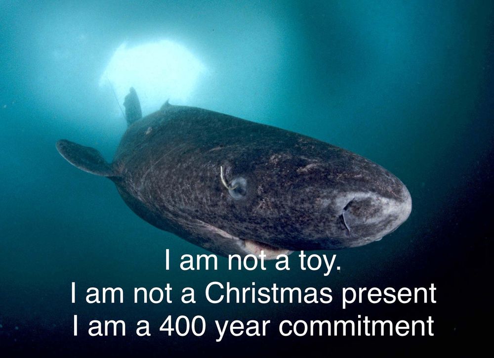 Greenland shark with “I am not a toy, I am a 400 year commitment” text 