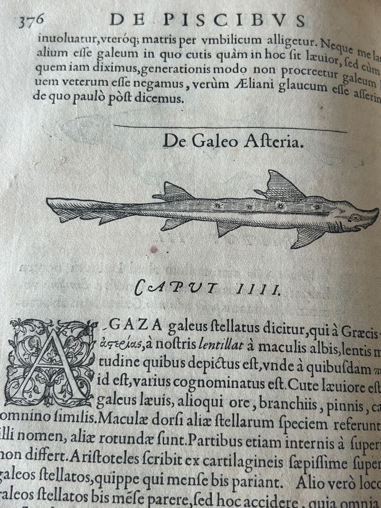 An old book with a shark drawing and description