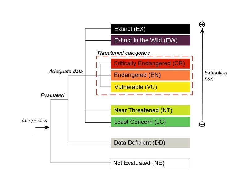 The IUCN Red List categories and criteria 