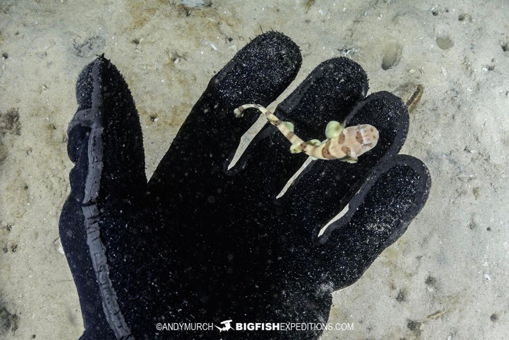 A shark so small it fits in photographer Andy Murch’s hand