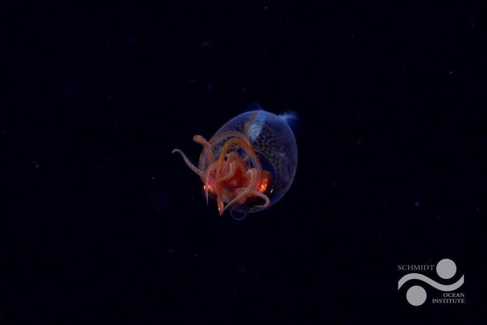 Baby colossal squid recorded for the first time in its deep-sea home