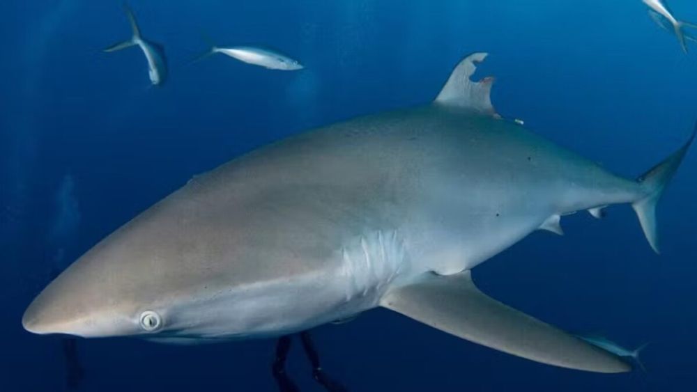 Have shark attacks increased in Florida? Expert says no