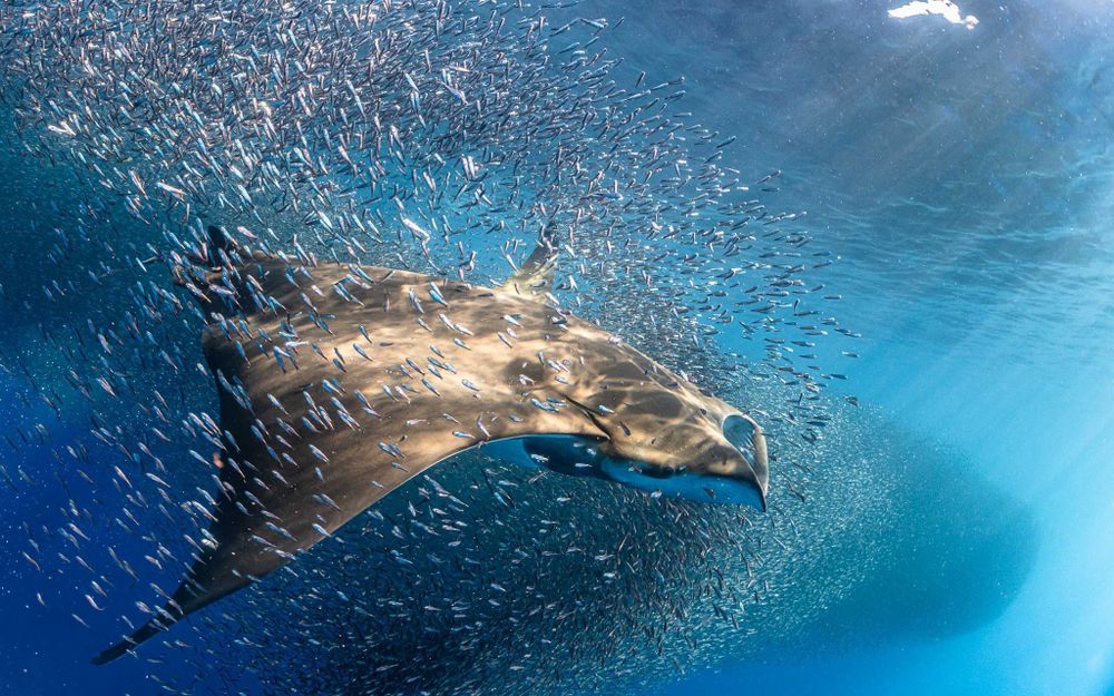 Devil rays filter-feeding inspires microplastic pollution innovation - Oceanographic
