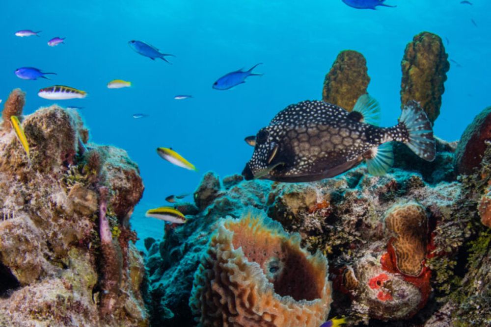 Lab-grown corals resisted bleaching during Caribbean’s worst marine heat wave