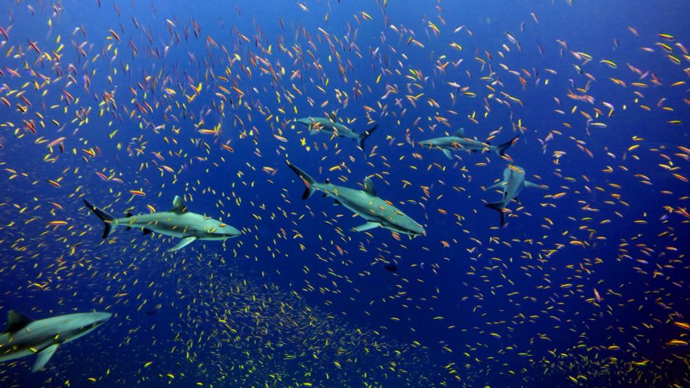 Are We Ready for Shark Conservation to Succeed? • The Revelator