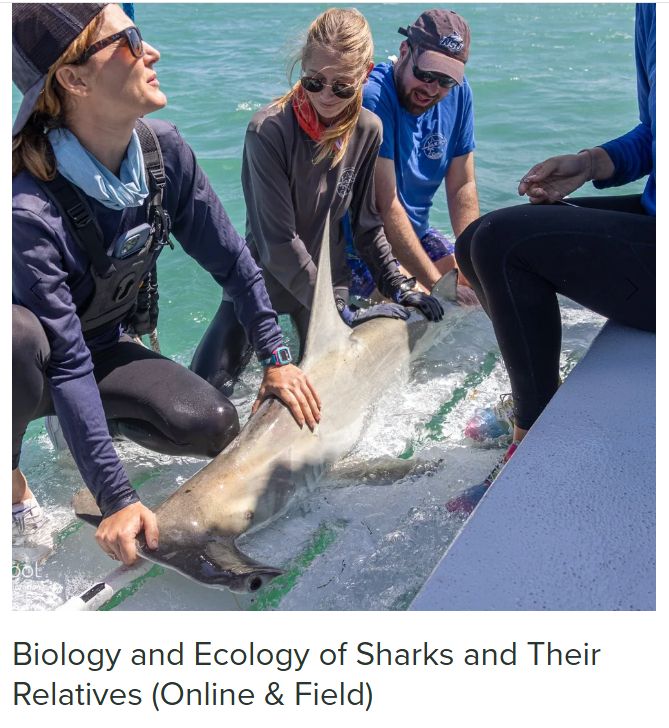 Screenshot of the class showing me helping to work up a hammerhead shark 
