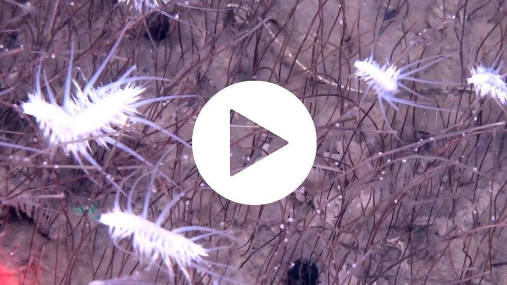 The ocean's deepest animal ecosystem