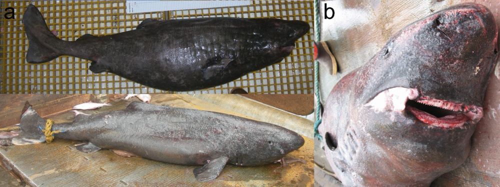 A review of the Pacific sleeper shark Somniosus pacificus: biology and fishery interactions - Polar Biology