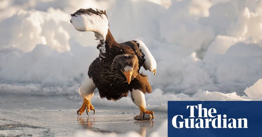 Comedy wildlife photography awards 2024 – in pictures