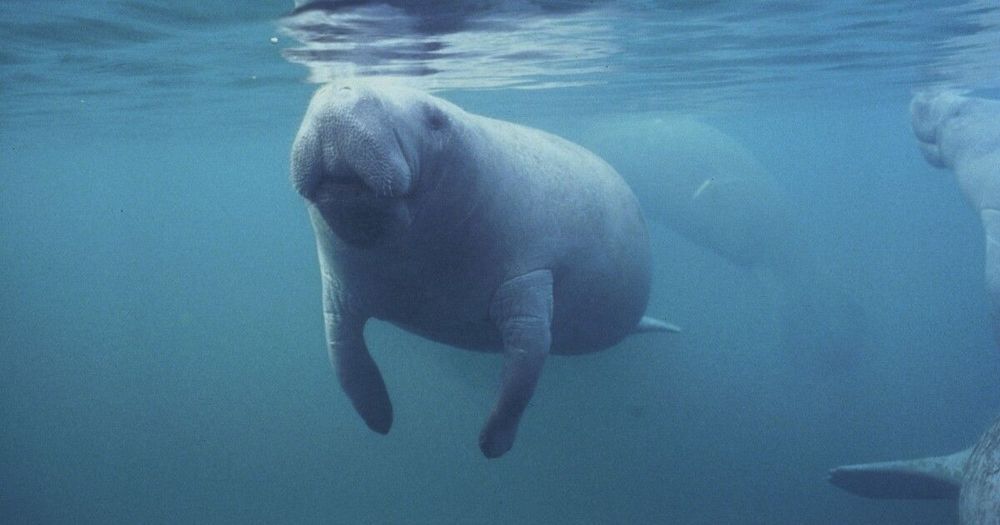 U.S.'s plan doubles the acres designated as critical habitat for manatees in Florida