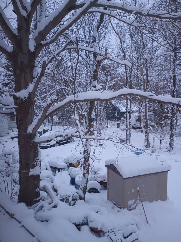 A photo of the night's accumulation of snow on my neighbour's yard, viewed from a back window. A large tree, bare of leaves and blanketed in snow, dominates the left side of the photo. In the bottom right corner is a small beige shed. In the background are more snow-covered, smaller trees and a small, deep blue house.  The rest is a snowy blanket, covering a car and a collection of random objects (including a wood chipper, cement mixer, tires, and garden ornaments).