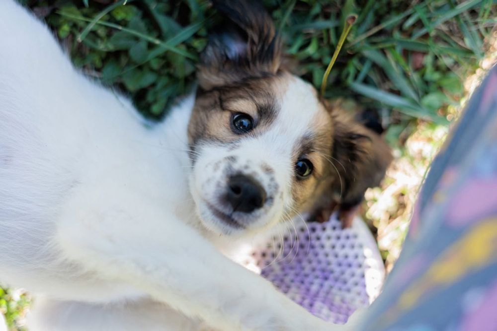 Image is a photograph of a ridiculously adorable puppy looking up at the viewer while laying in the grass. She is mostly white with a fawn-colored head, white blaze, and freckles on her muzzle.