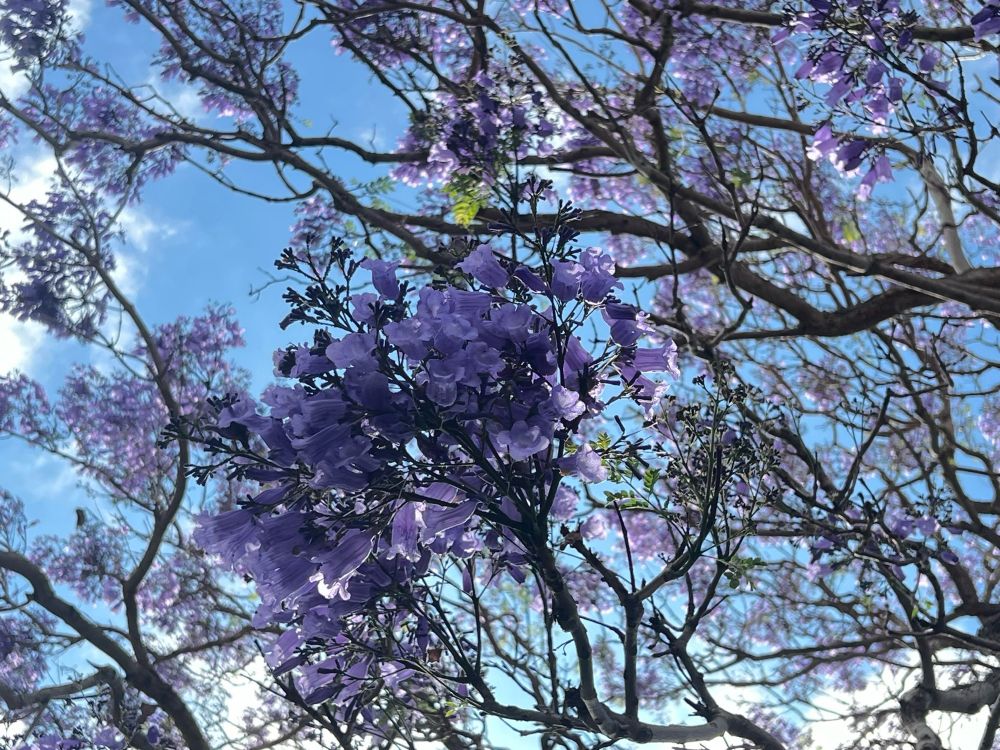 Purple Jacaranda flowers against a bright blue sky