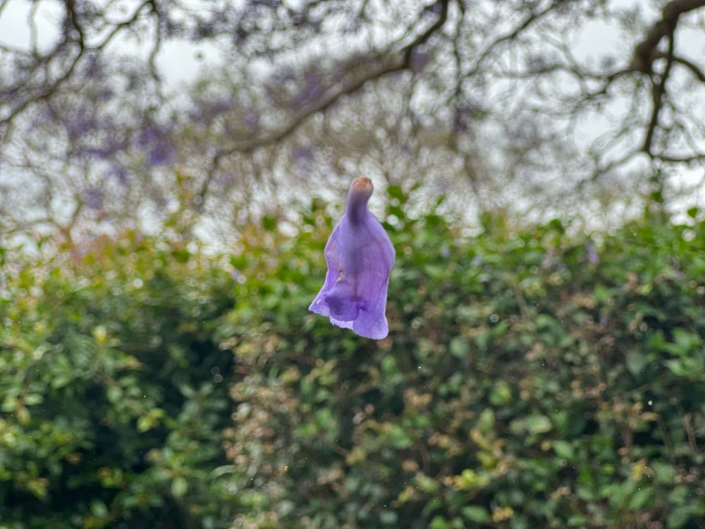 A single Jacaranda flower with a green hedge in the background 