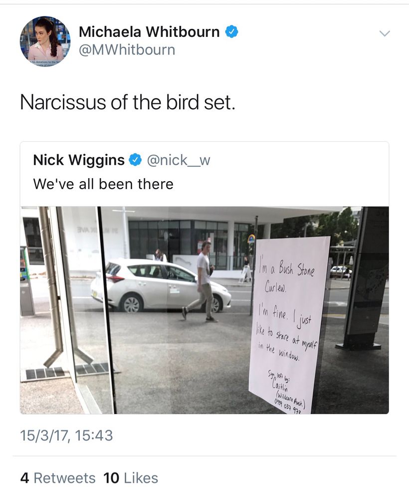 Photo of a curlew looking in a mirror labelled “Narcissus of the bird set”