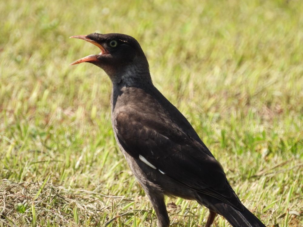 暑いハッカチョウ(若鳥