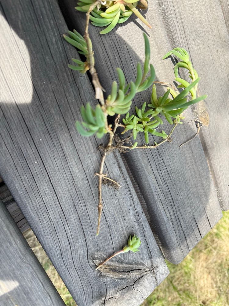 Projet plante 🪴 grasse 