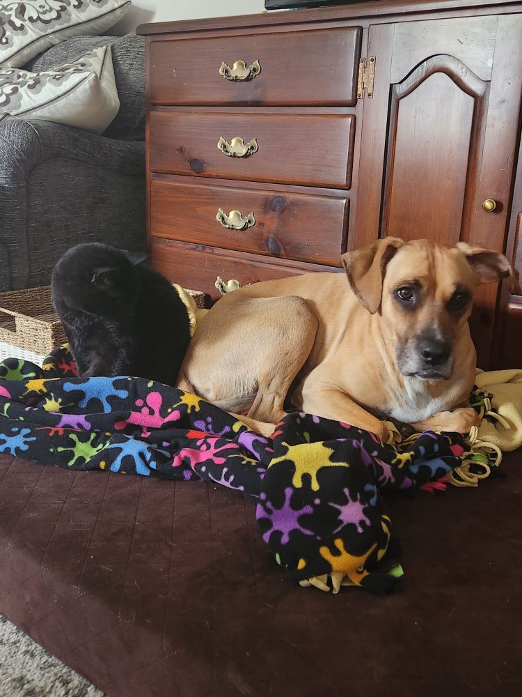Ophi, a tan dog, laying on a black blanket with colorful splats laid over a brown dog bed. Artemis, a black cat, sits next to him. This is the closest they've been, ever