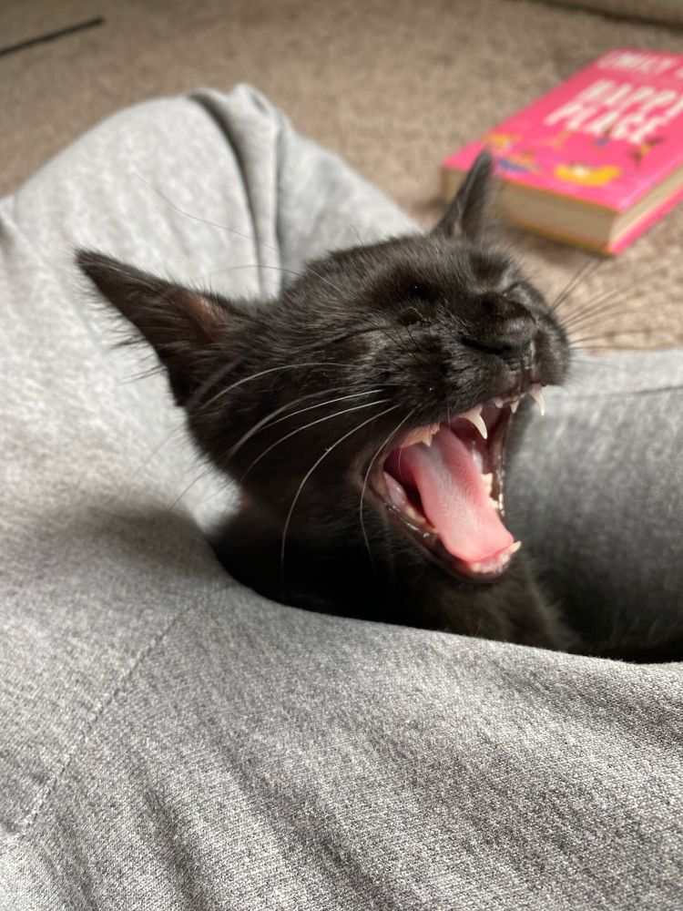 black cat yawning in a lap