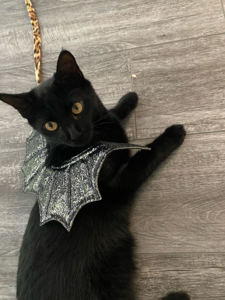 black cat with dragon wings on