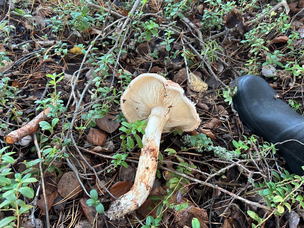 Edellisen kuvan tuoksuvalmuska maasta nostettuna puolukan varsien ja karikkeen päällä. Vieressä musta kumisaappaan kärki.