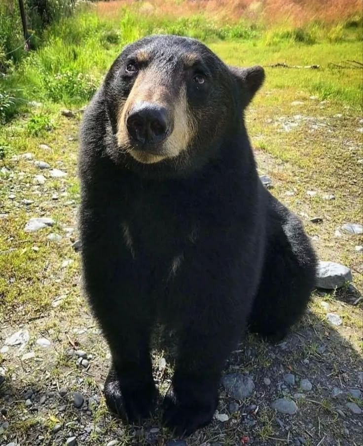 A black bear sitting in a dog sitting pose 