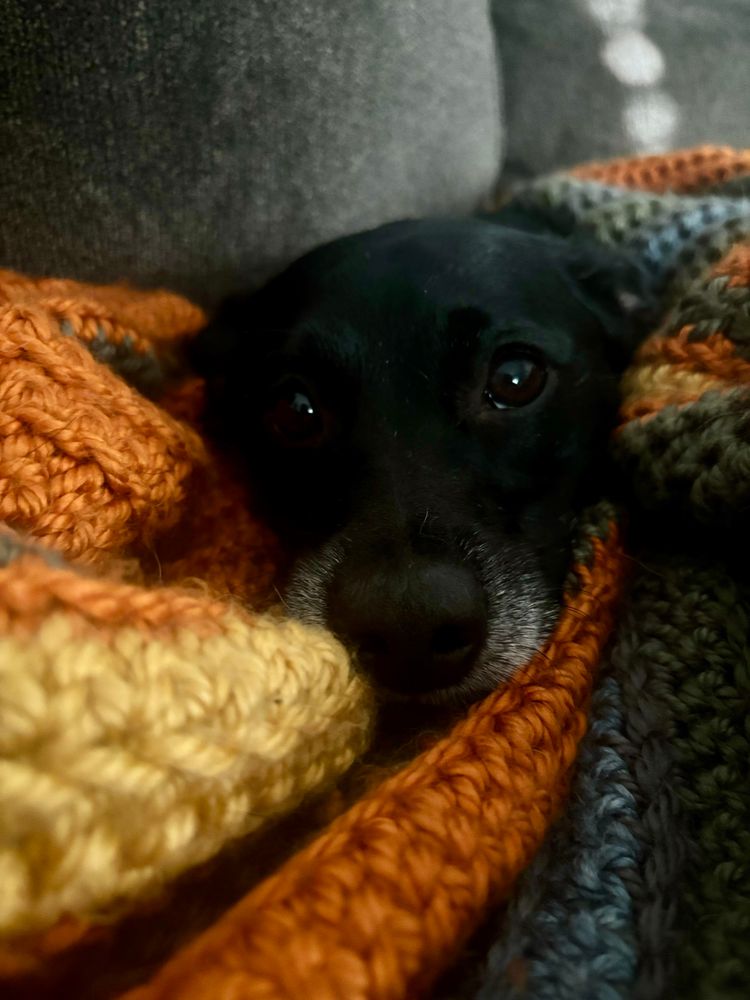A black dog curled up in a crochet blanket 