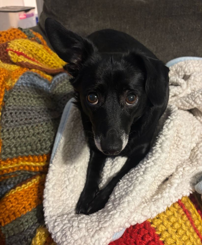 Solid black small dog with a white mouth looking up at the camera with her front legs outstretched. She has one ear that sticks straight out all the time.