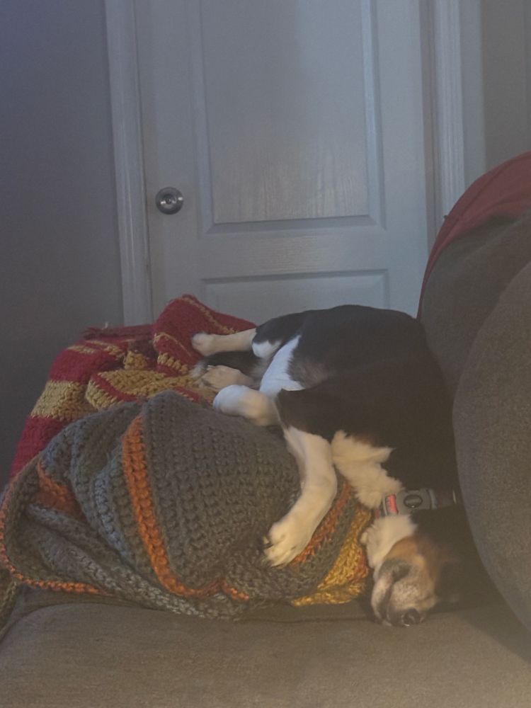 A dog is asleep on top of a blanket with her head hanging off the side. 