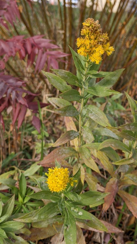 The yellow bloom of a goldenrod still looks fresh in early mid-November