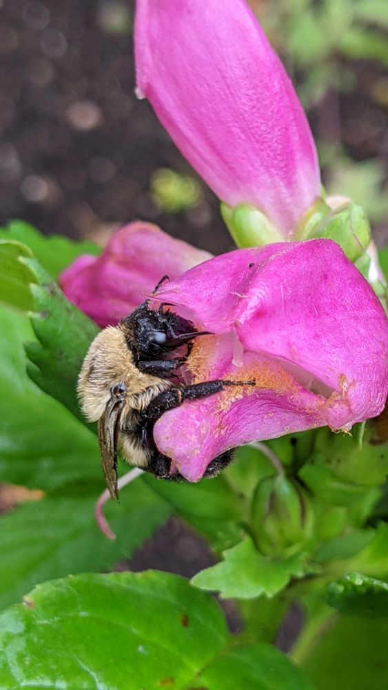 A damp bumblebee sleeps a the partially opened turtlehead flower. The flower is a vivid pink and there is a trail of yellow leading inside 
