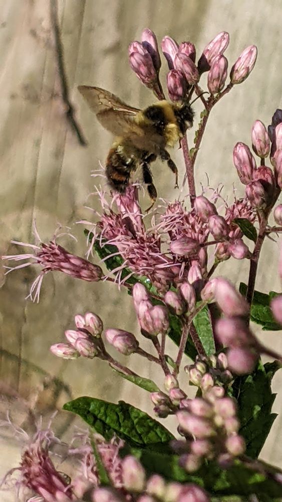 A bumblebee taking flight after foraging on a Sweet Joe pye weed