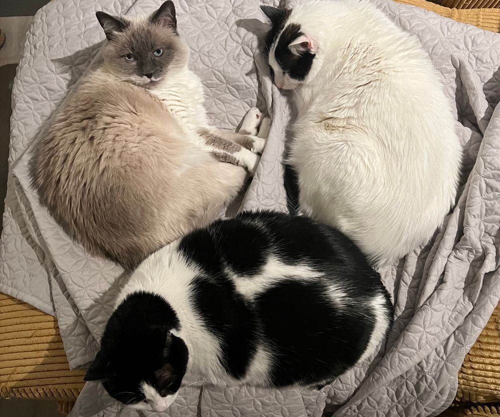 Pic of all 3 of EJW’s cats on a gray blanket on a mustard sofa 