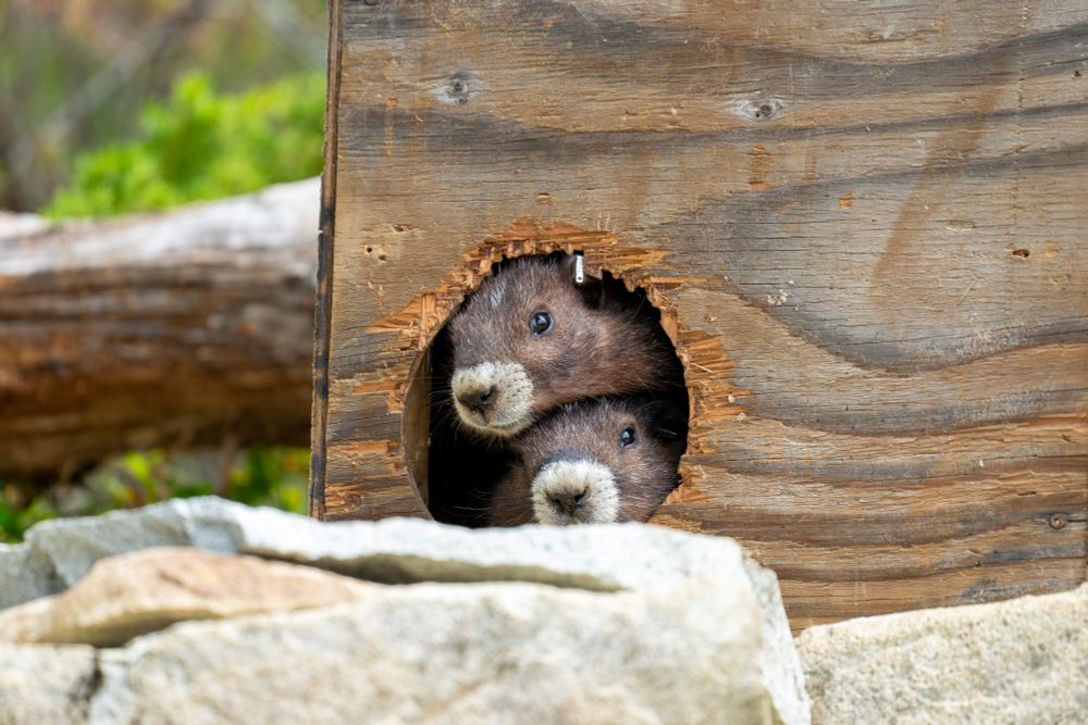 Two marmots peep out of their release box. 2025. Adam Taylor