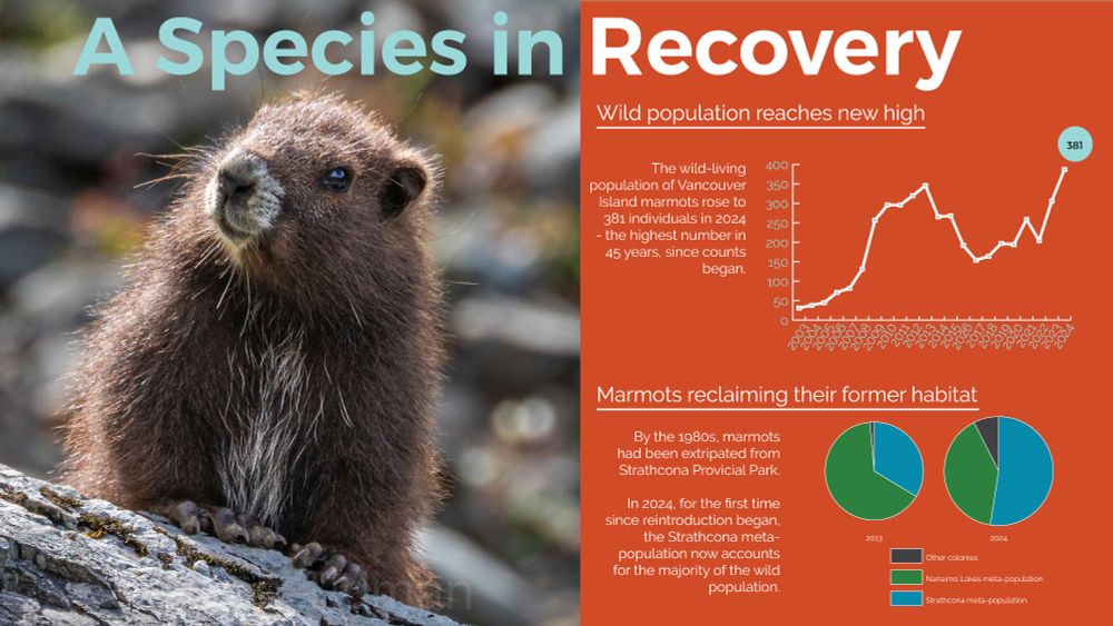 A Vancouver Island marmot pup, and a graph of the population since 2003, with a high of 381 in 2024. There is also a pie chart of the distribution of marmots between the meta-populations.