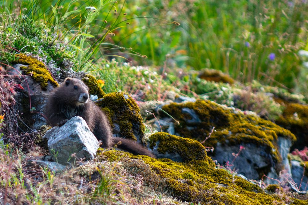 A Vancouver Island marmot pup watches you intently. What are they thinking? Are they thinking about how much they need YOU to apply your incredible research skills to saving their species? No. At least probably not. But they do need it, even if they are not thinking it. Is this a fantastical and highly inaccurate description of the inner monologue of a small marmot really "descriptive alt text?" We think so. For the record, the marmot is resting its forelegs on a surprising diamond shaped rock, both on a larger moss covered stone with grasses in the background. 