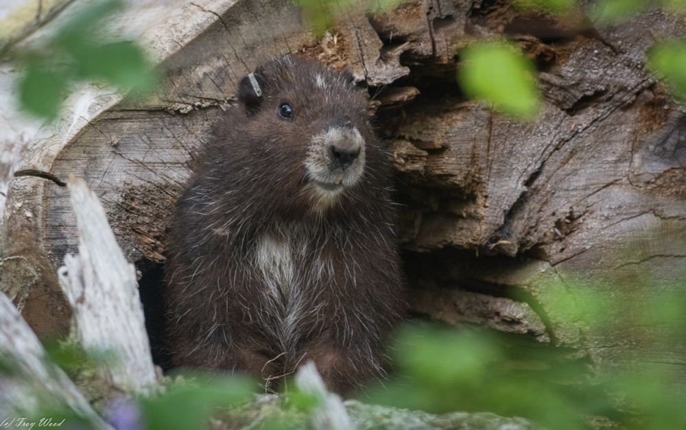 "Willow" a Vancouver Island marmot peeks out from inside the hollow portion of a fallen tree. Photo by Troy Baker.