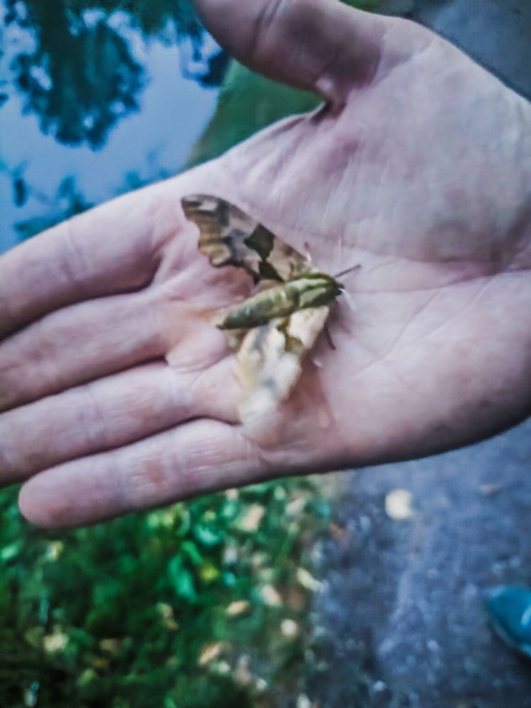 A lime hawk moth (a large brown and green moth) sitting in my friend's palm facing towards his wrist as he holds it up to the camera. The moth is slightly blurry because it's vibrating its wings to dry them. The towpath and a little bit of the canal can be seen in the background. 