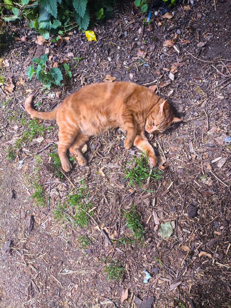Carter, a large marmalade-orange striped male cat, rolling around on some twig covered ground. He's lying on his side and slightly curling up.