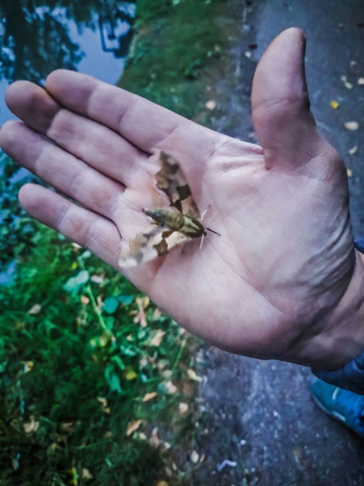 A lime hawk moth (a large brown and green moth) sitting in my friend's palm facing towards his wrist as he holds it up to the camera. The moth is slightly blurry because it's vibrating its wings to dry them. The towpath and a little bit of the canal can be seen in the background. 