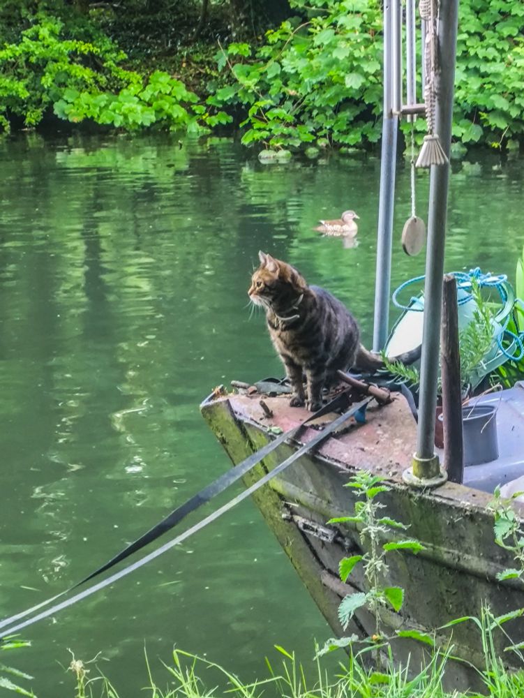 Rowan, a small female brindled tabby cat, is sat on the front of my narrowboat where a figurehead would sit. She's sat at an angle towards the towpath and is looking to the side (directly forward from the front of the boat) so her face is in profile. A female mandarin duck is chilling out in the background.